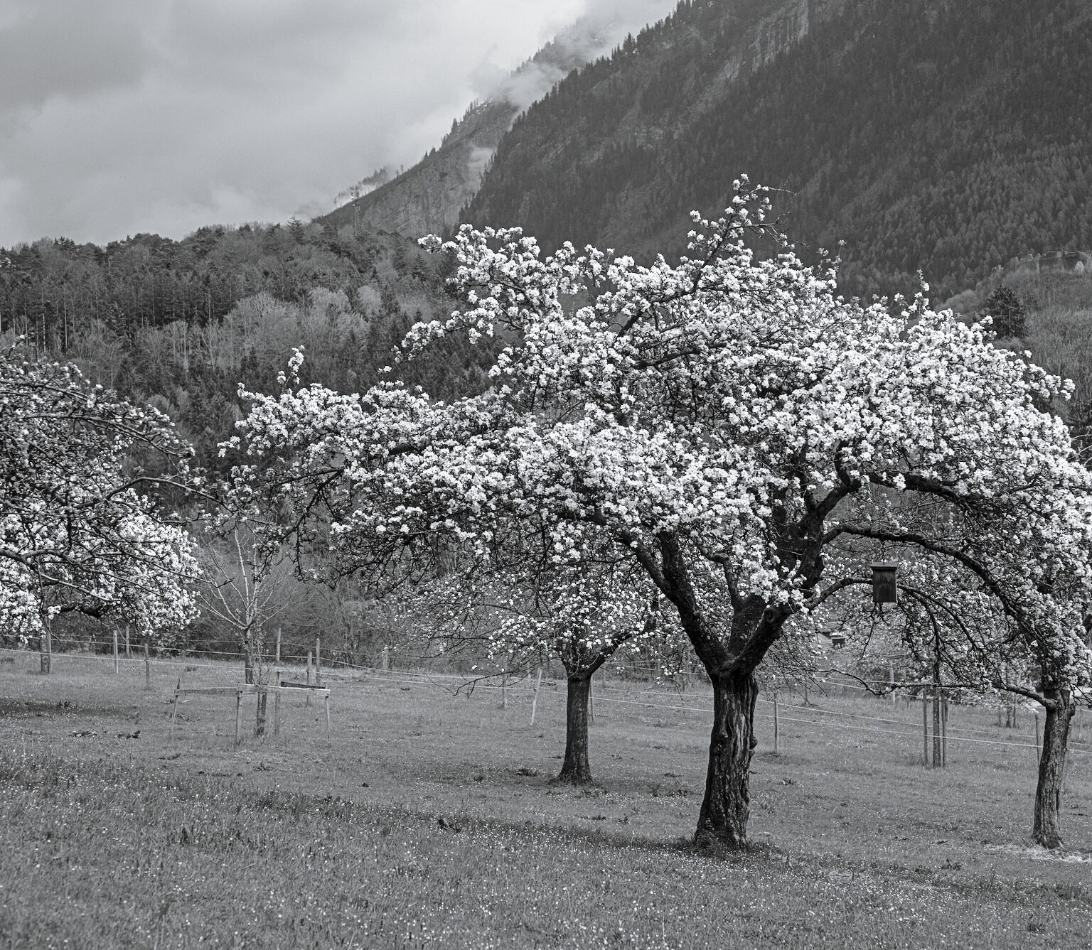Even if I knew that the World ended tomorrow, I’d plant an Apple Tree today