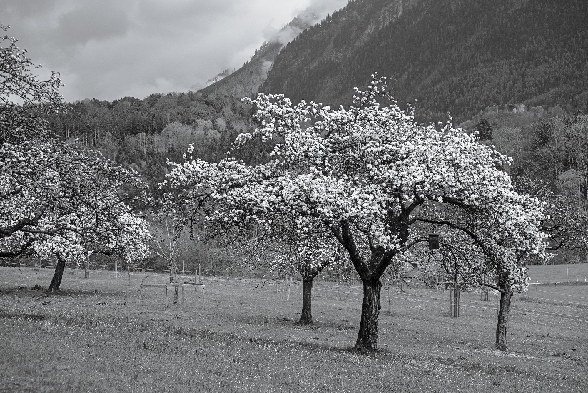 Even if I knew that the World ended tomorrow, I’d plant an Apple Tree today