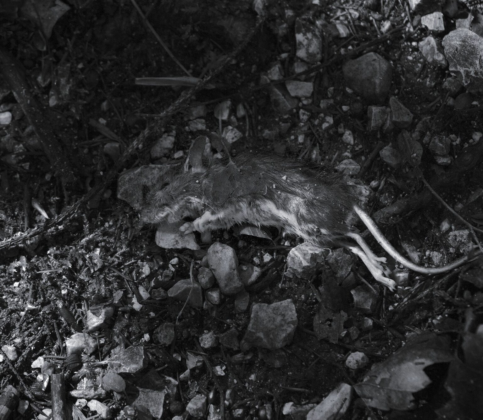 Memento Mori