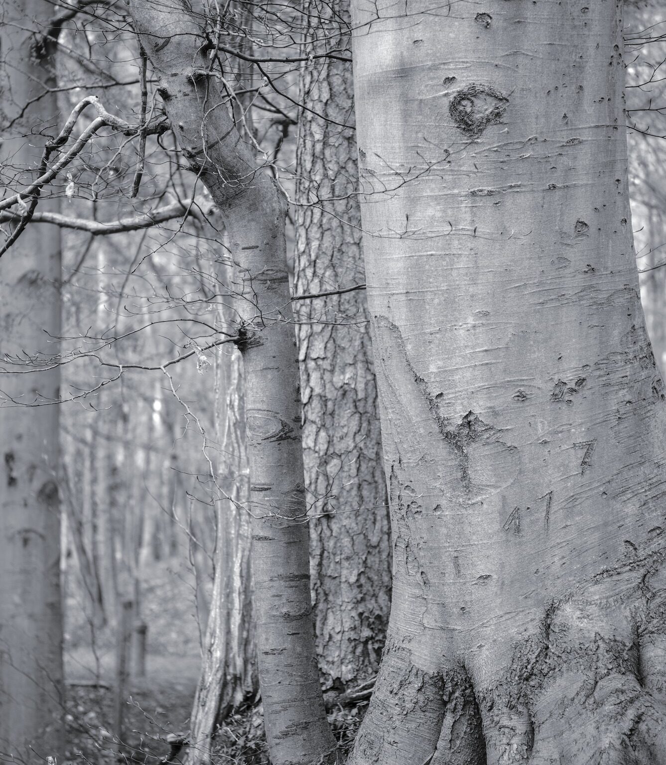 Uncompressed Midtones but shallow Depth-of-Field