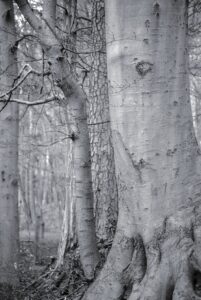 Uncompressed Midtones but shallow Depth-of-Field