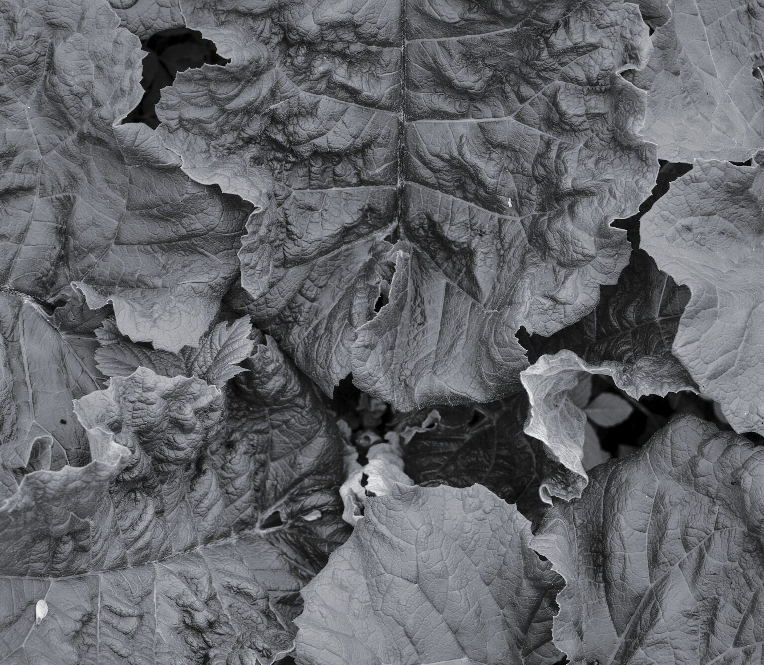 Wild Rhubarb