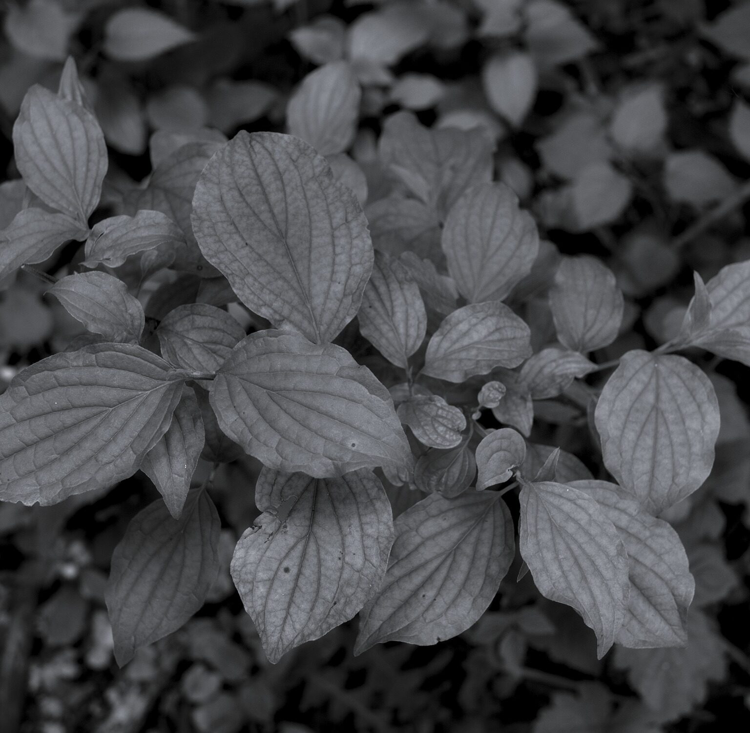 Dogwood in the Forest