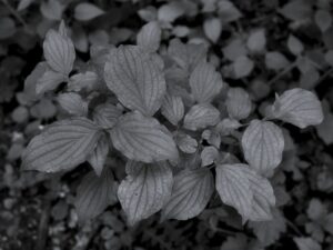 Dogwood in the Forest
