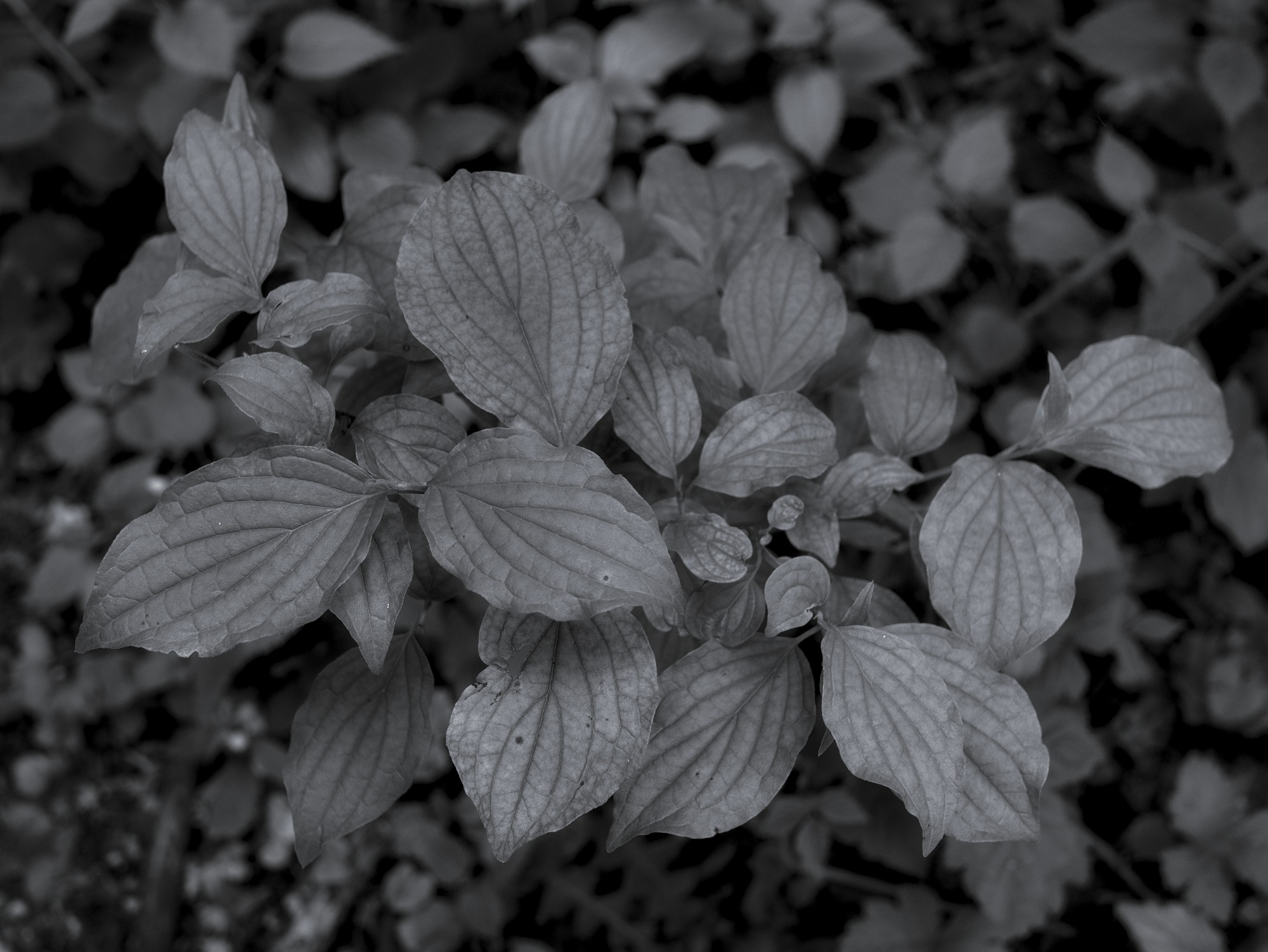 Dogwood in the Forest
