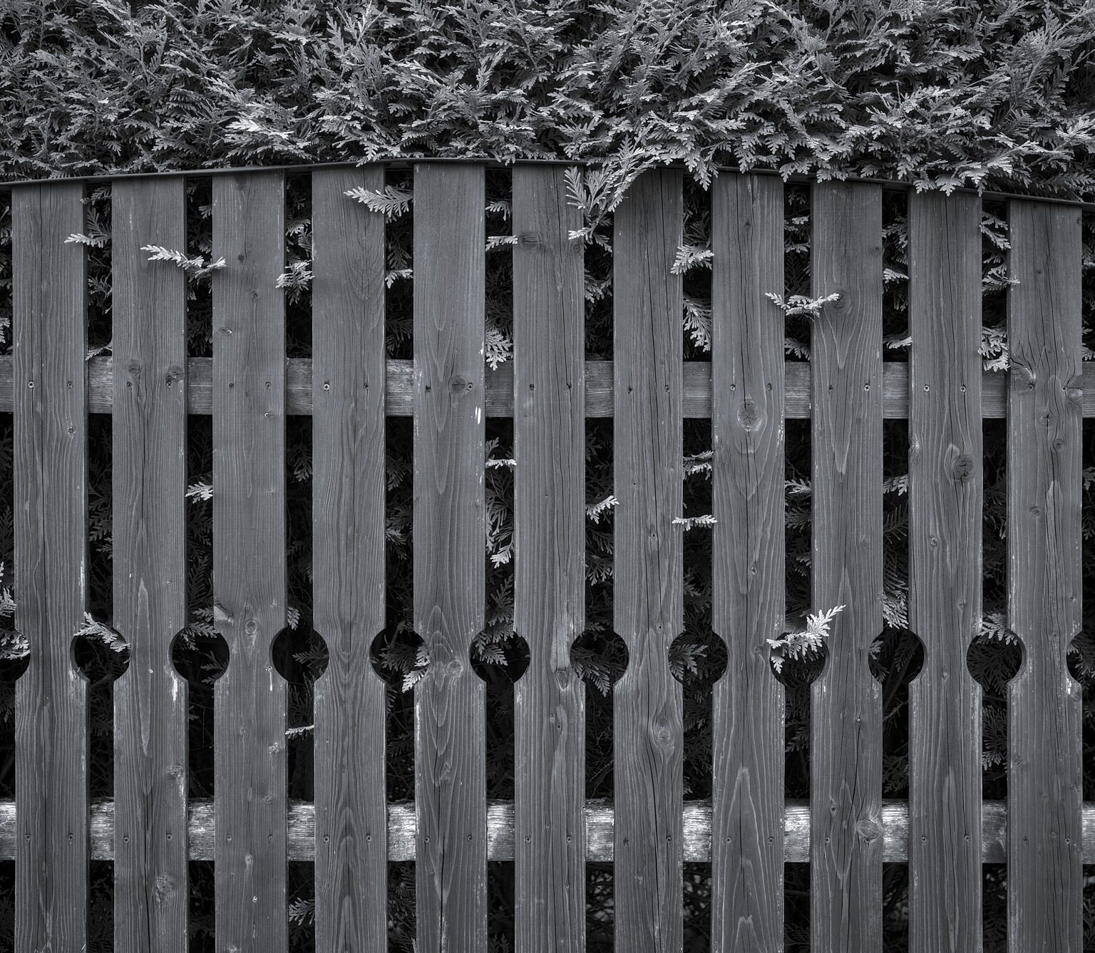 Fence and Thuja