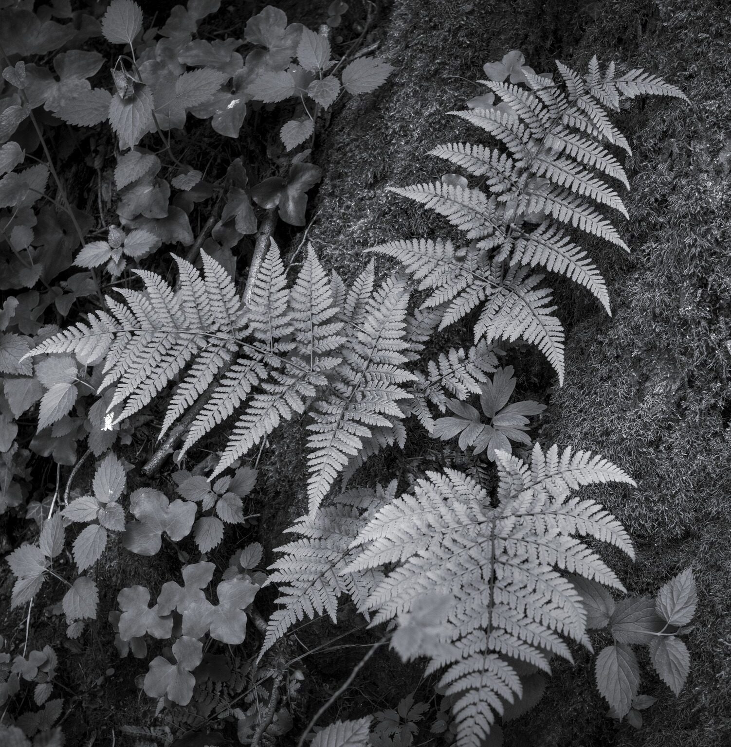 Fern and Moss