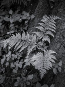 Fern and Moss