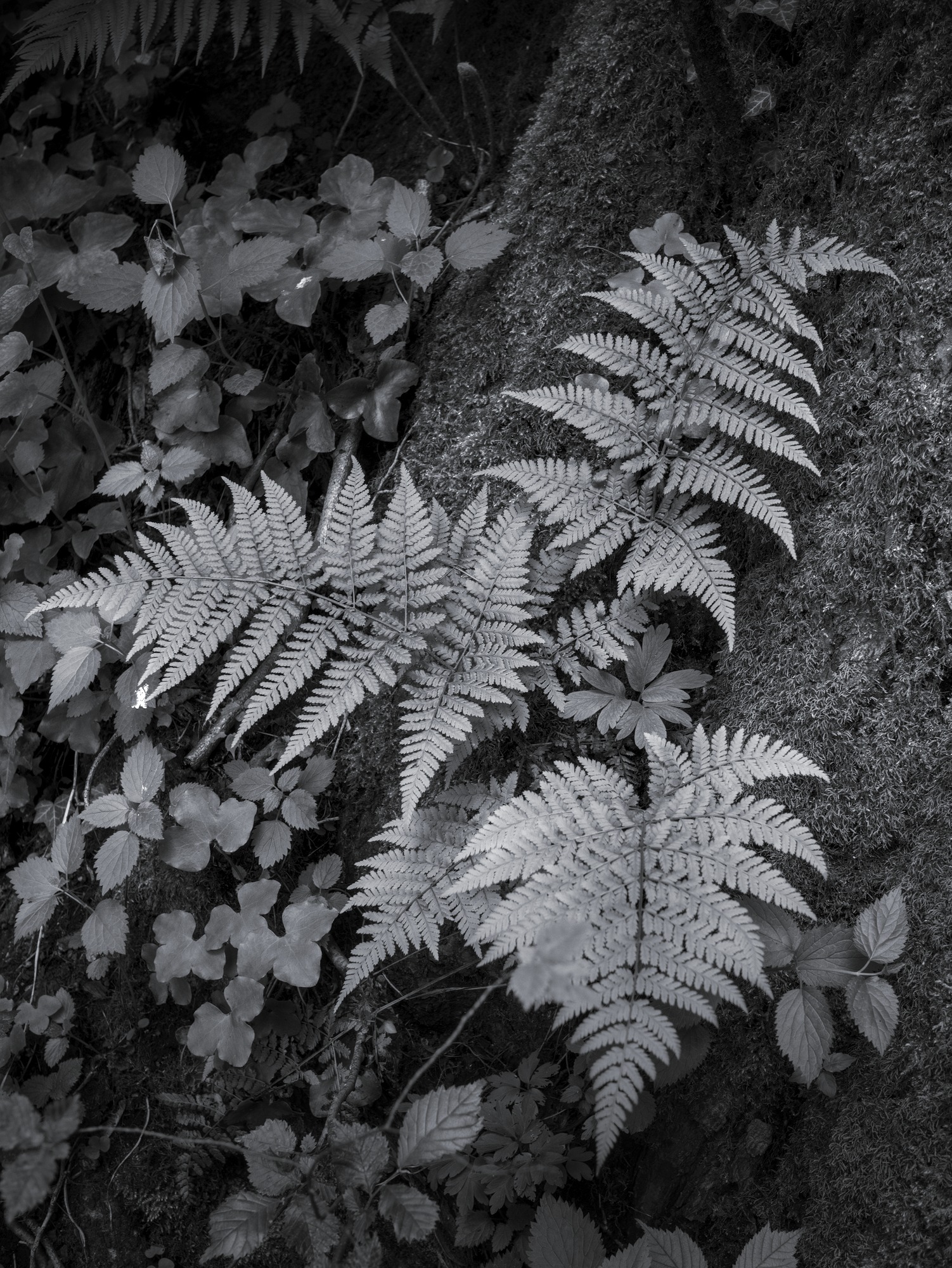 Fern and Moss