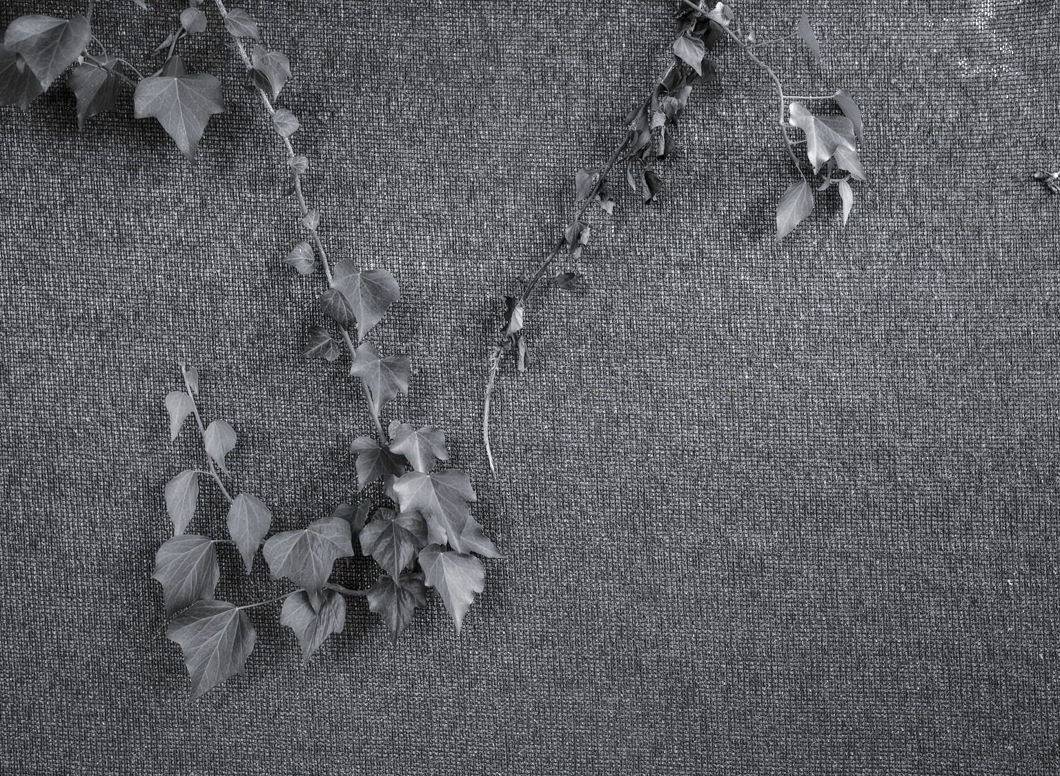 More Opacity than a Thuja Hedge