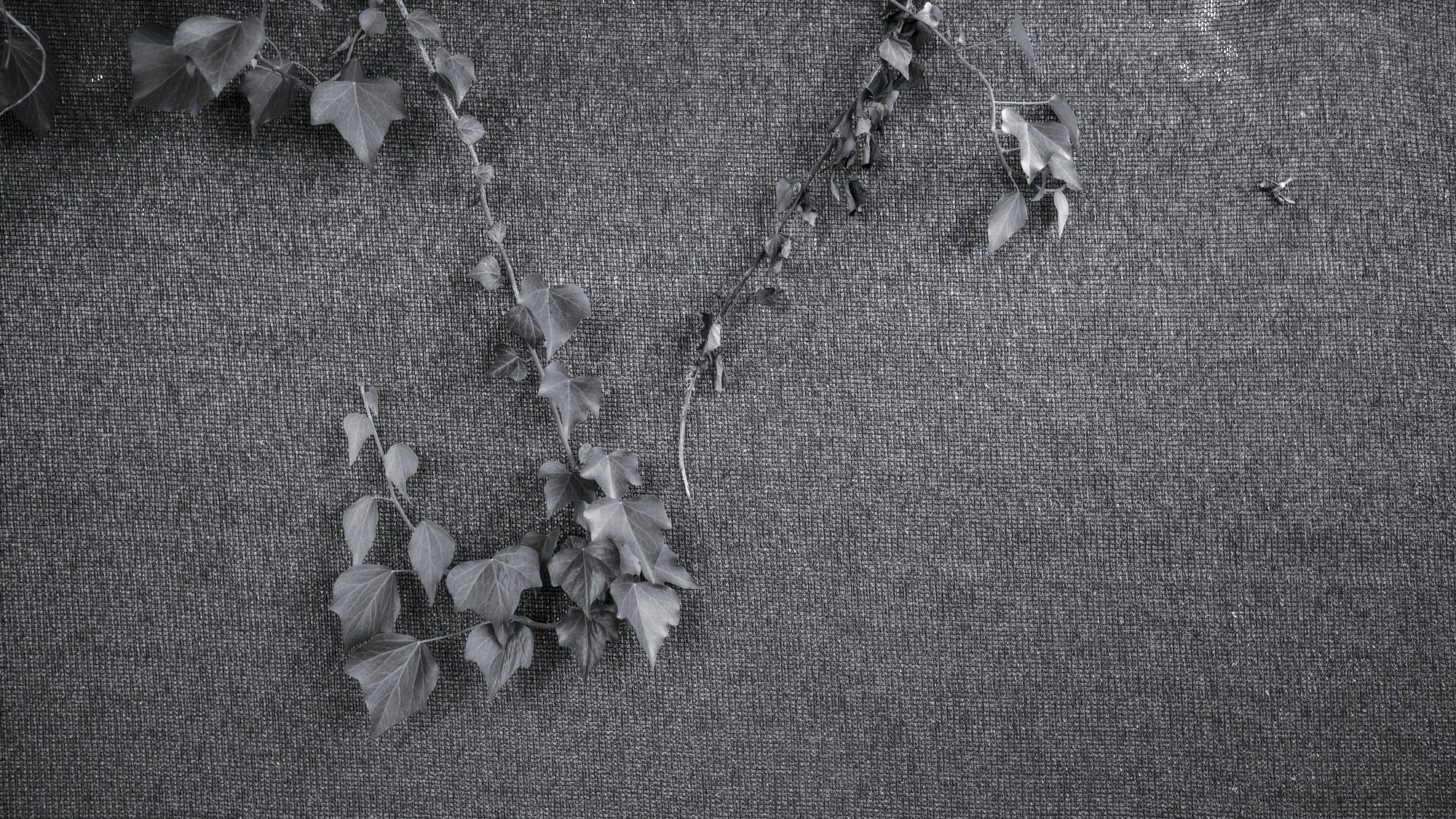 More Opacity than a Thuja Hedge