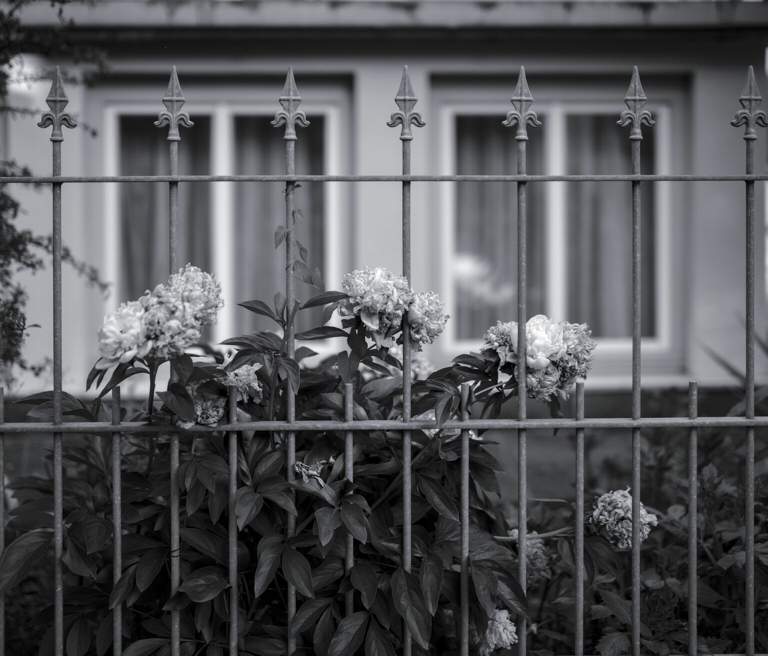 Peonia and Fence