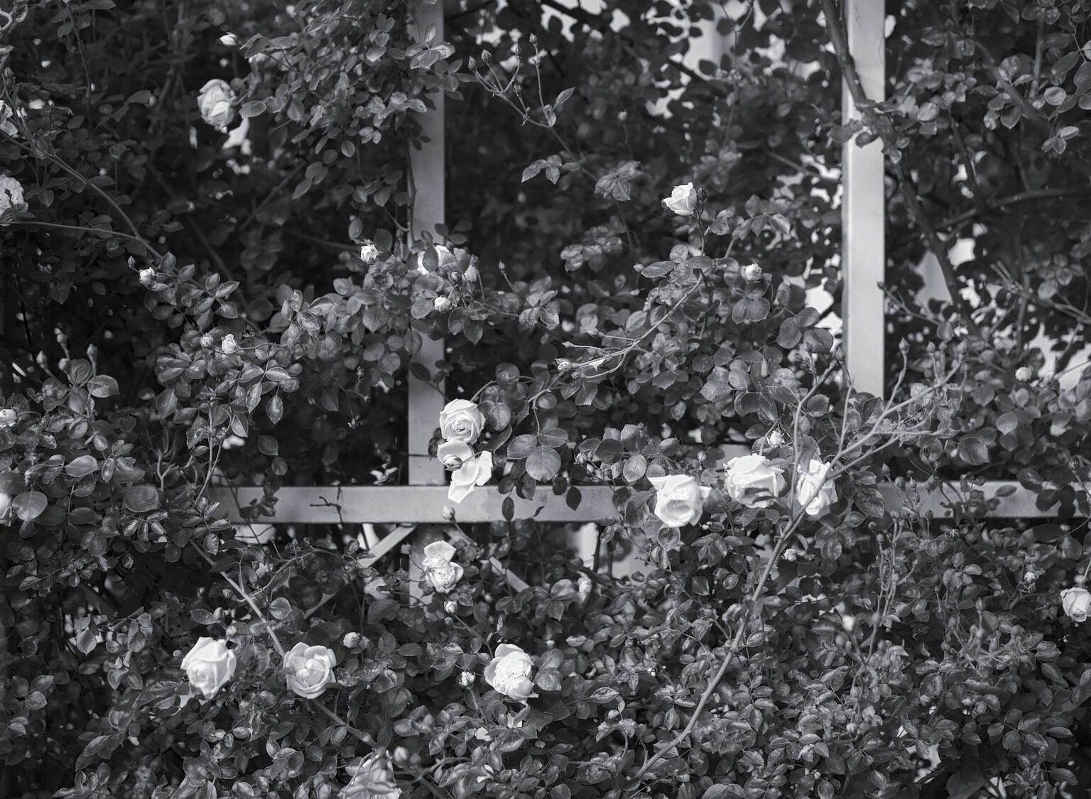 Rosy Barrier