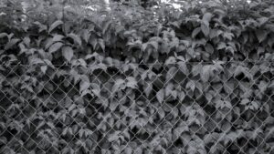 Standard Fence