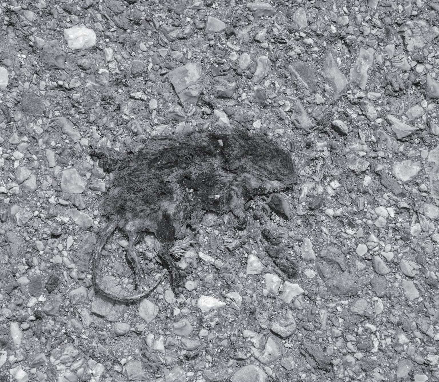 Tar-tufo for the Cats