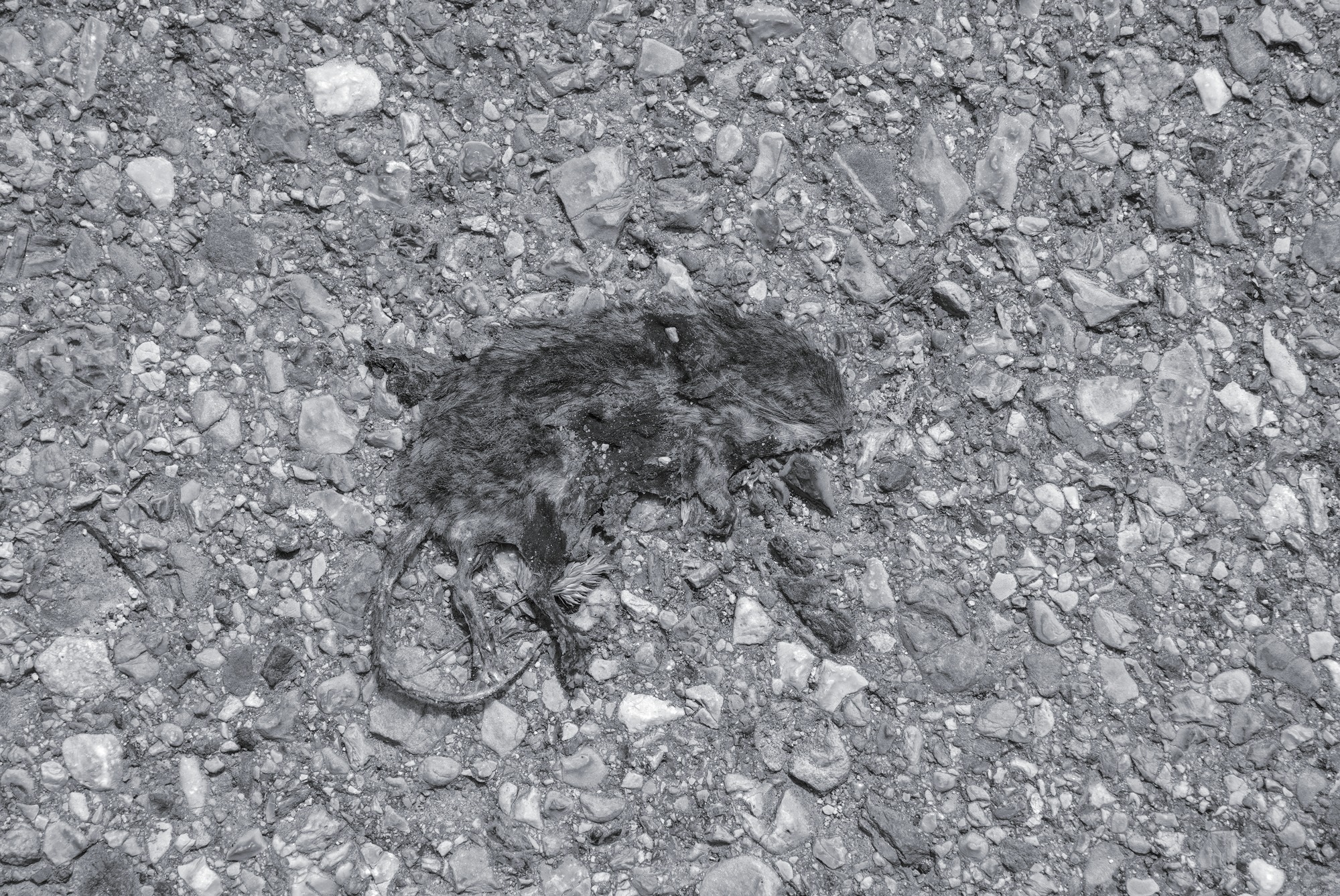 Tar-tufo for the Cats