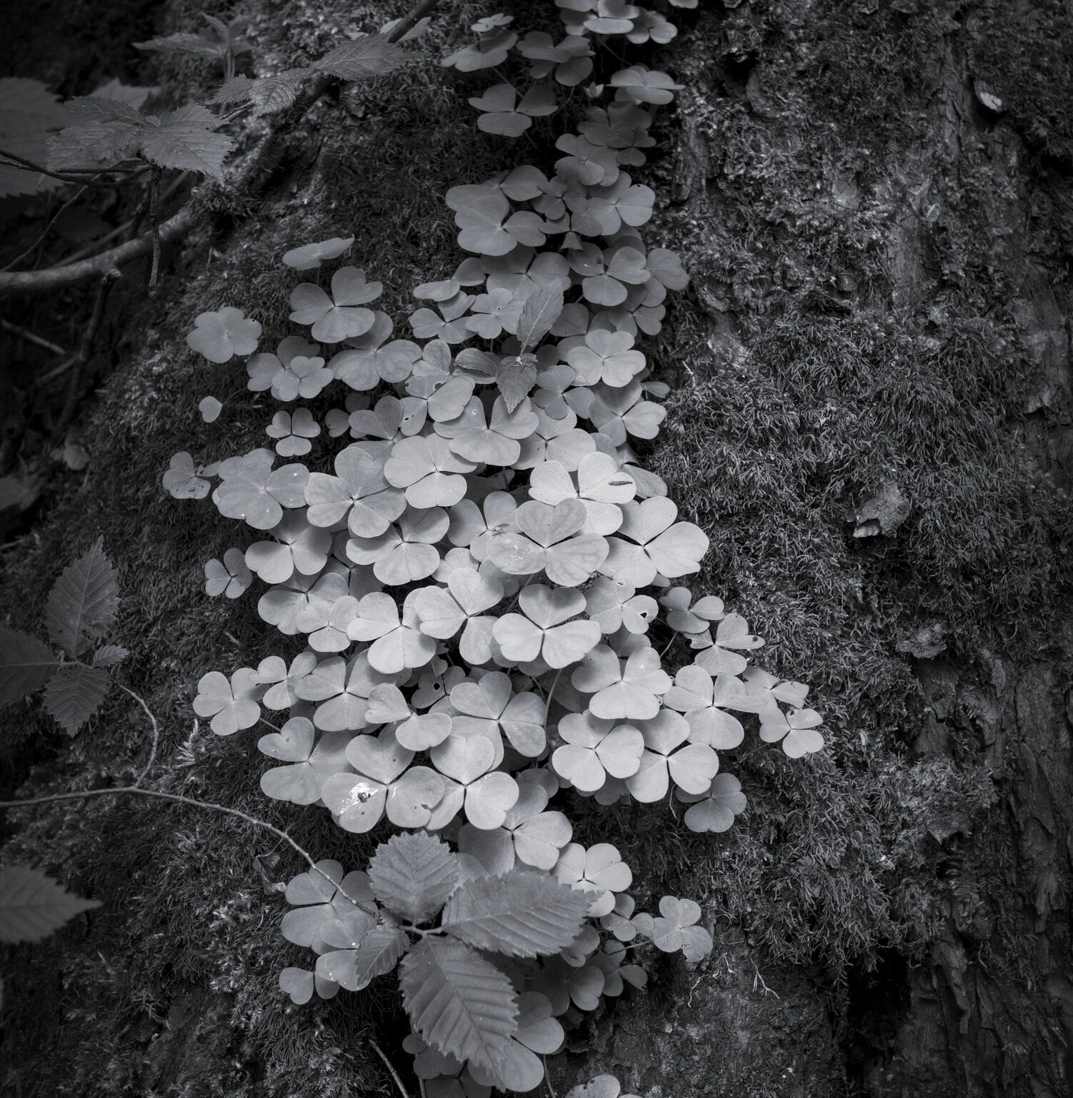 Wood Sorrel