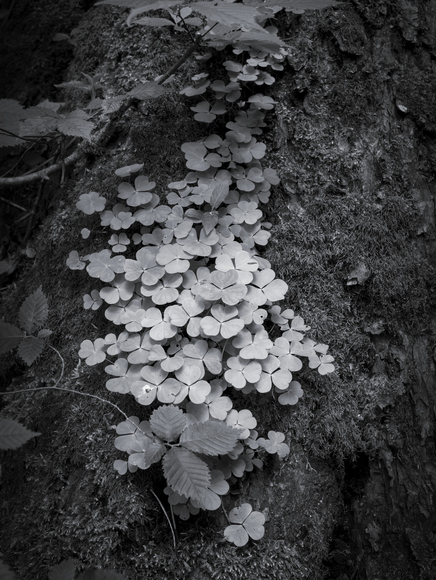 Wood Sorrel