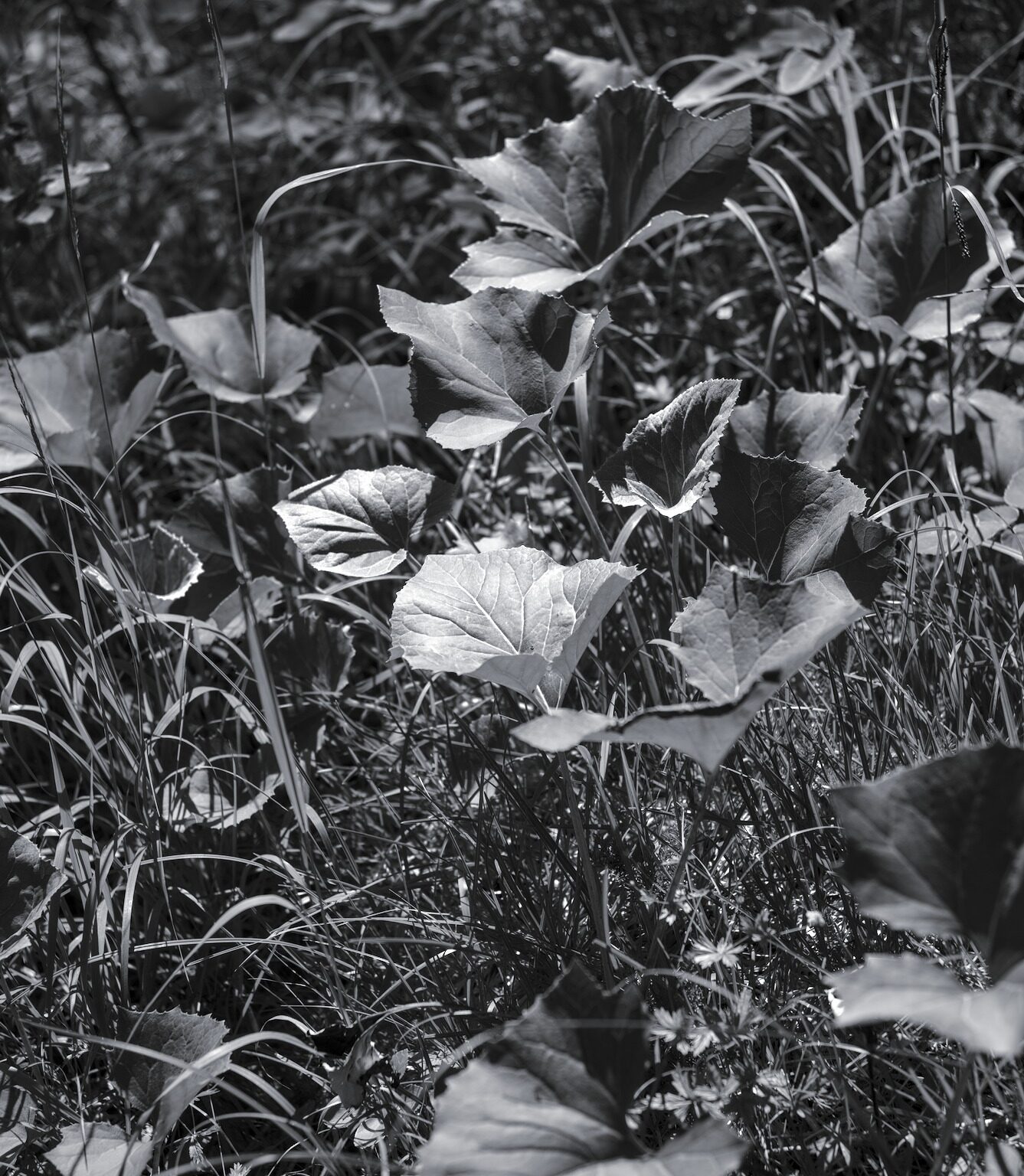 Butterbur