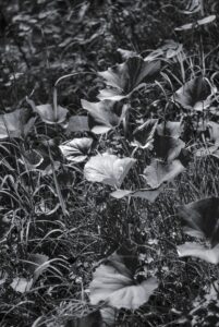 Butterbur