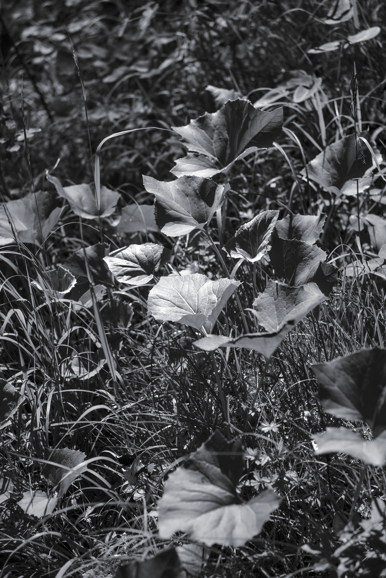 Butterbur