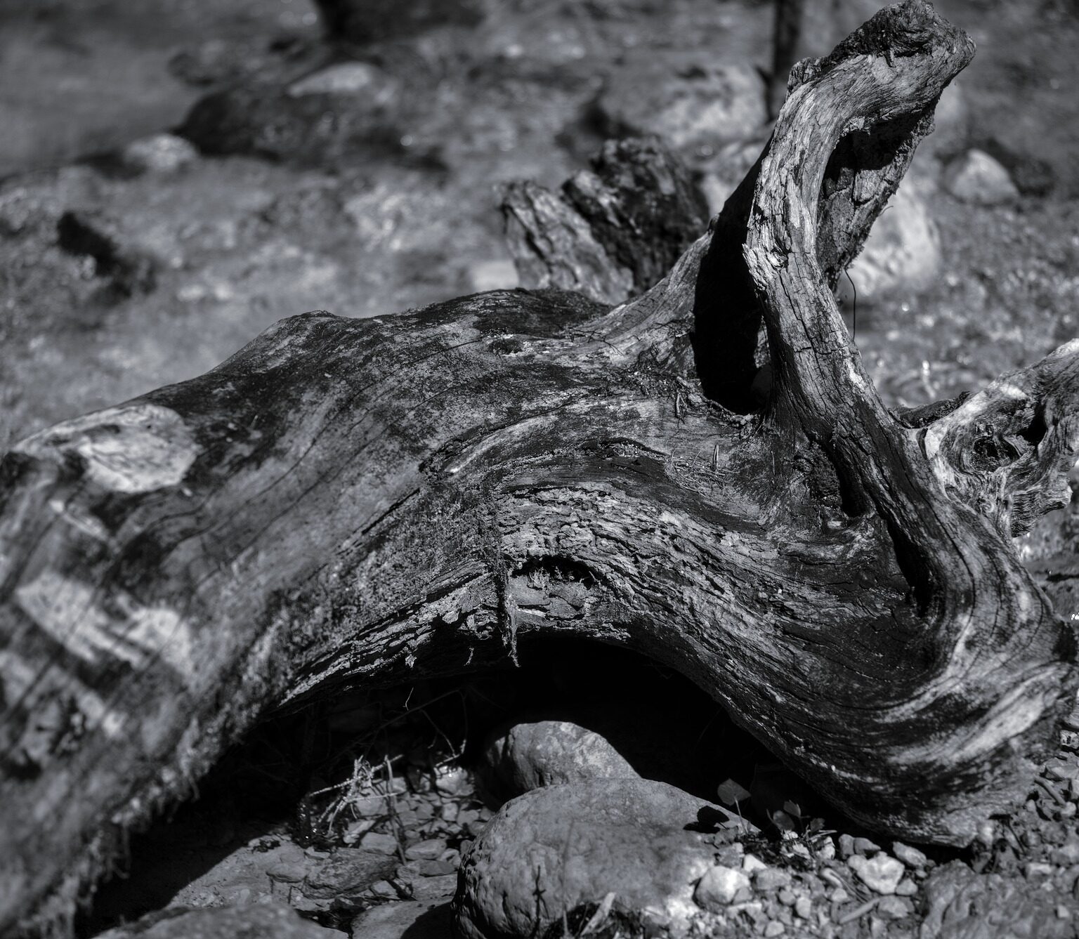 Curved Log