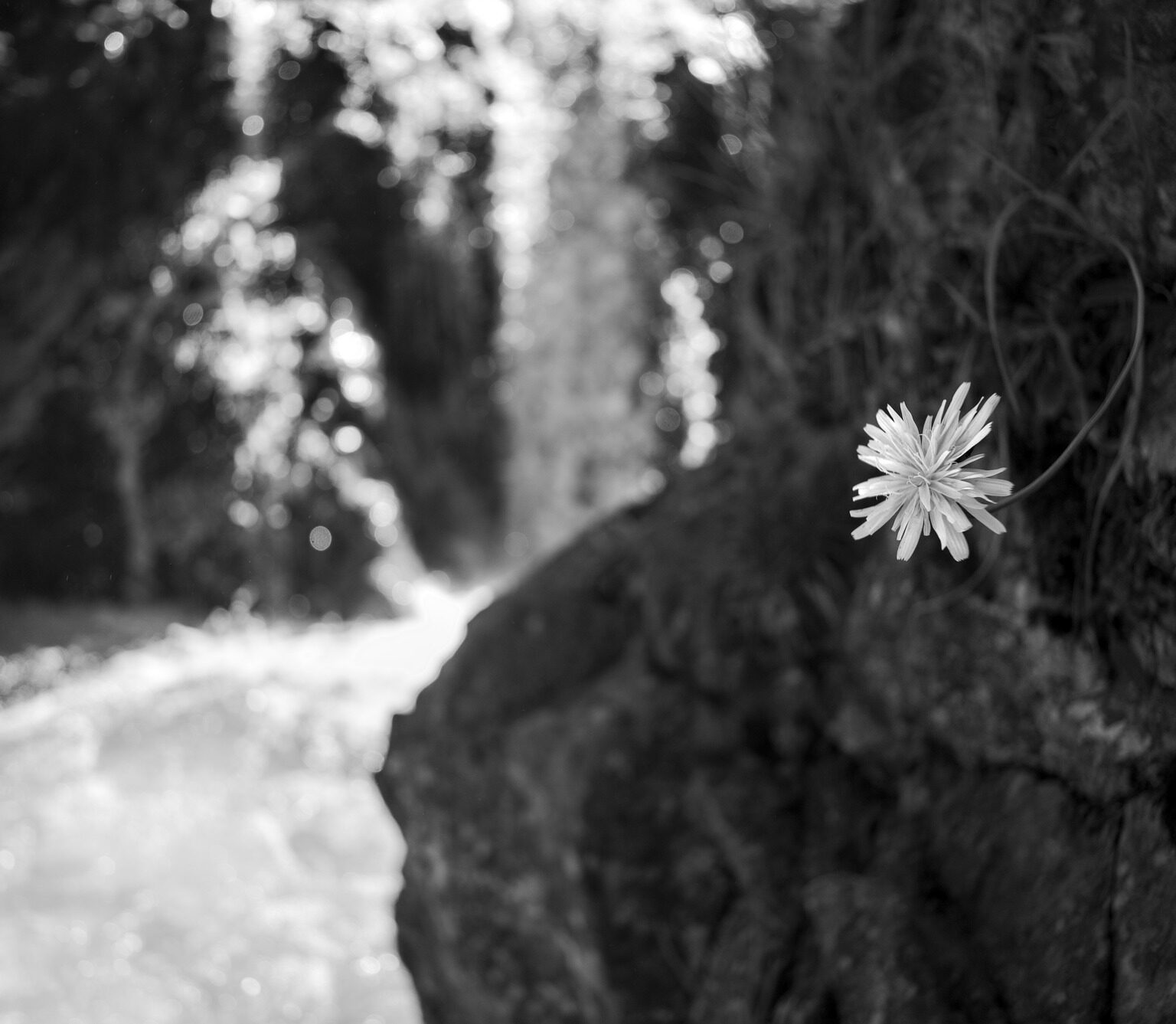 Dandelion and Cascade