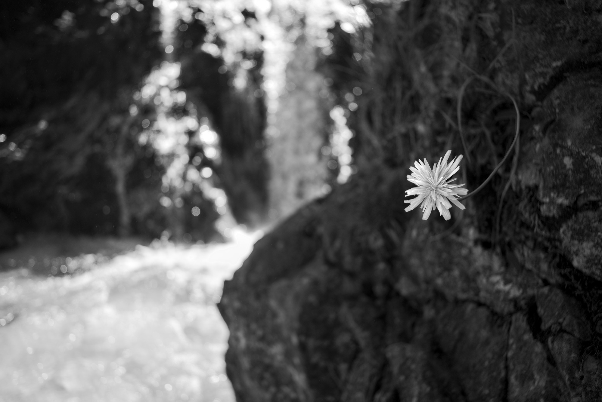 Dandelion and Cascade