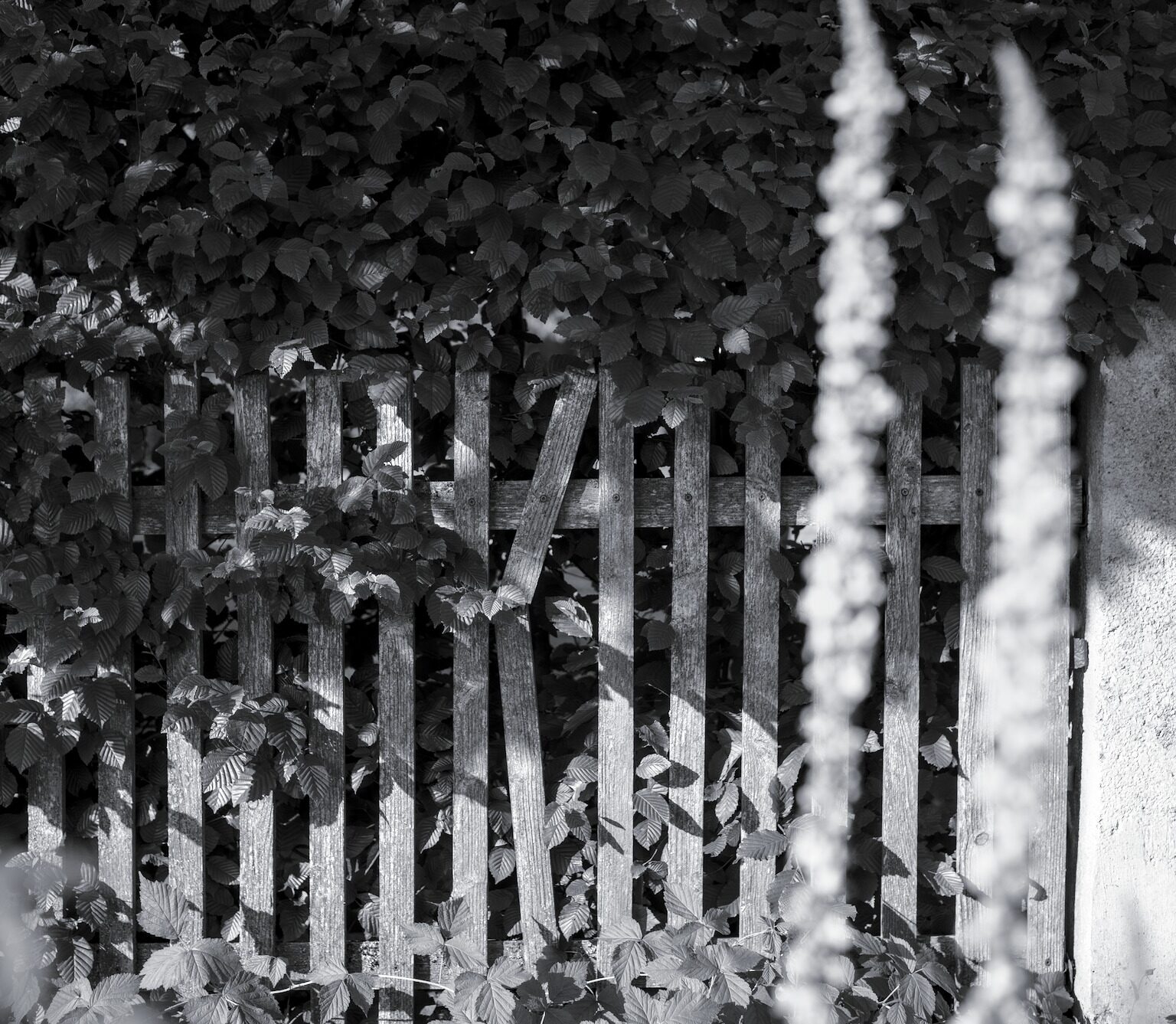 Old Fence