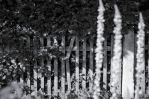 Old Fence