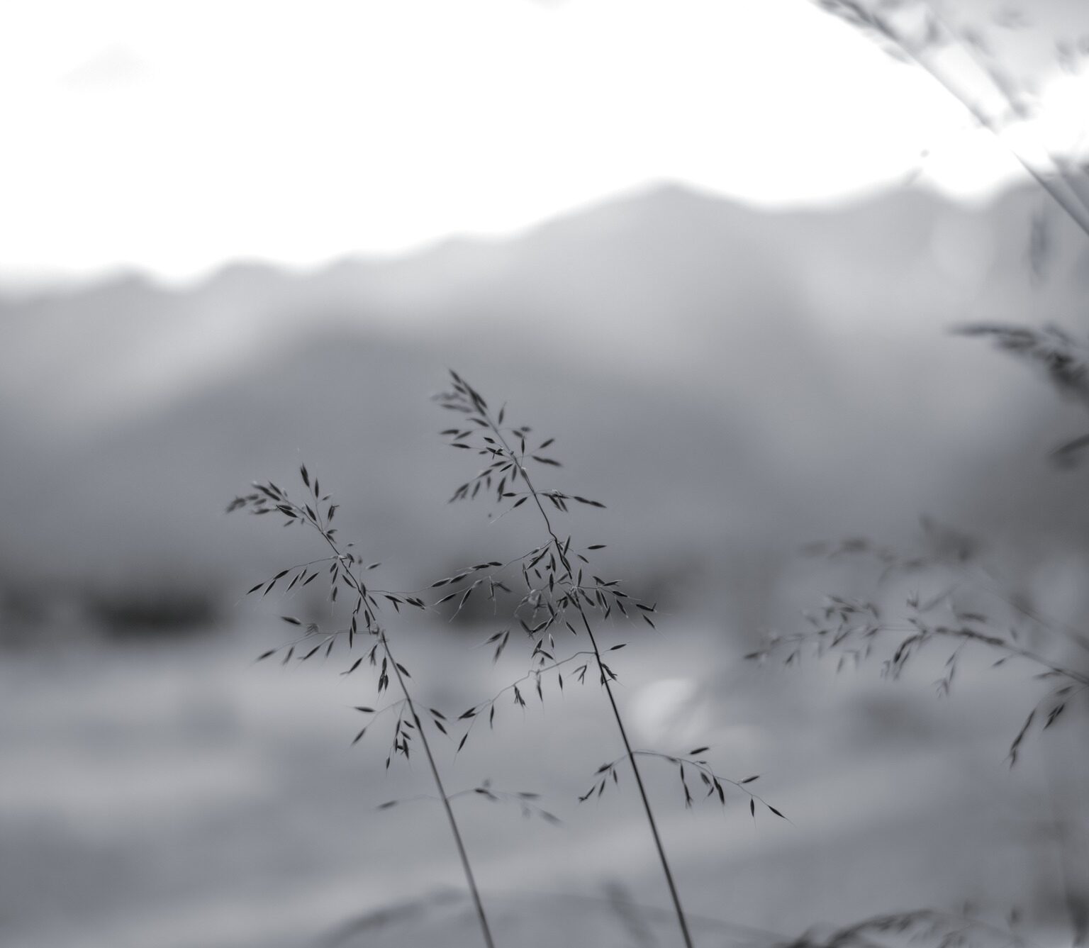 Summer Light