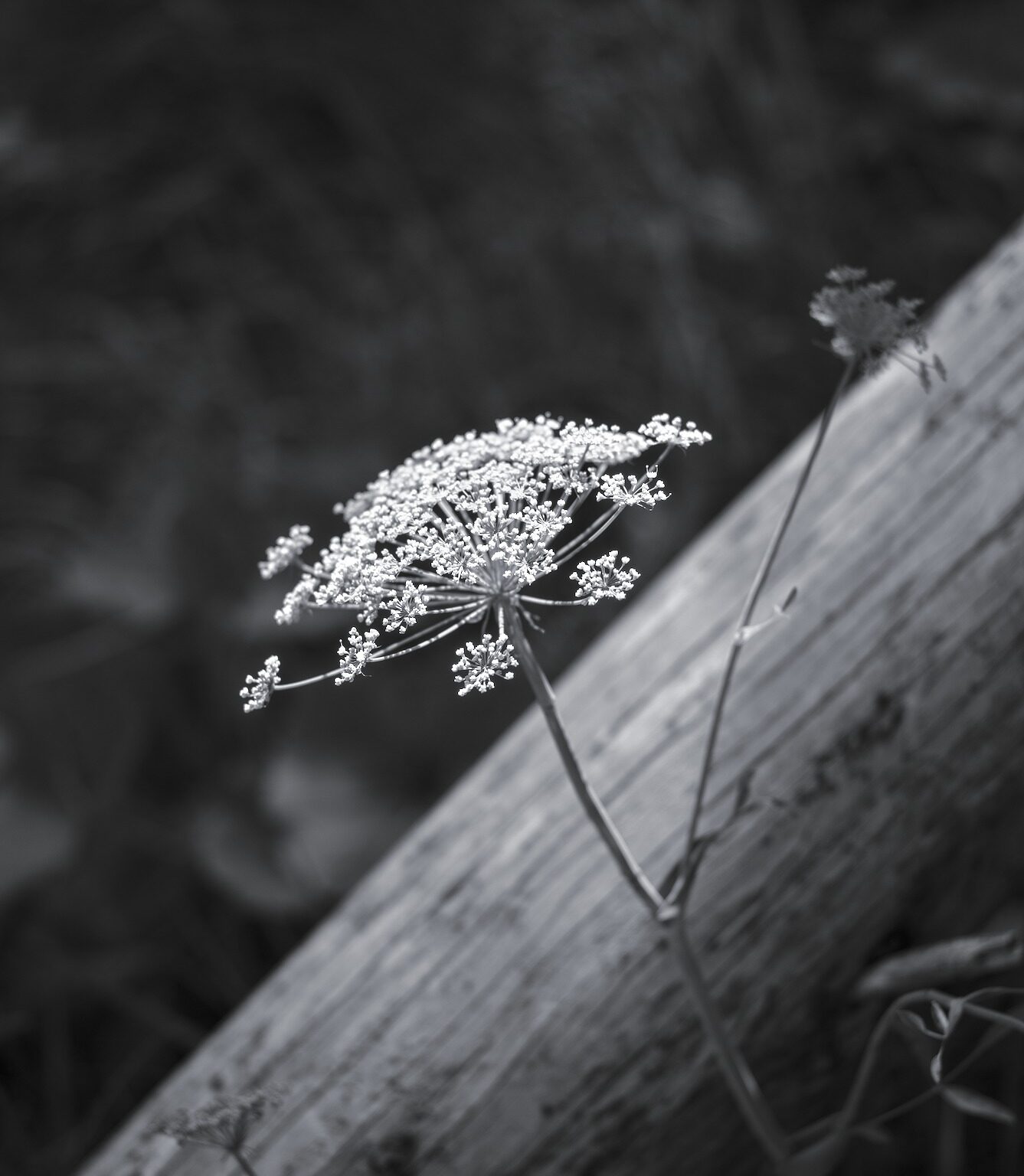 Wild Caraway