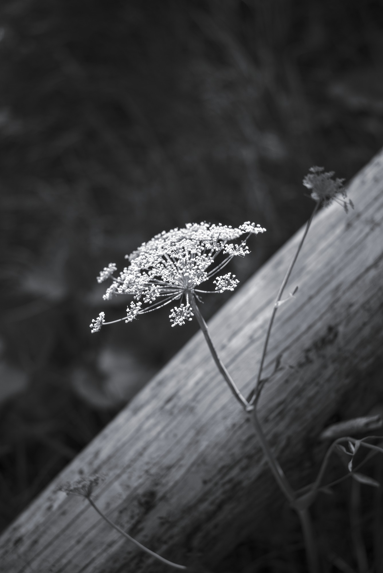Wild Caraway