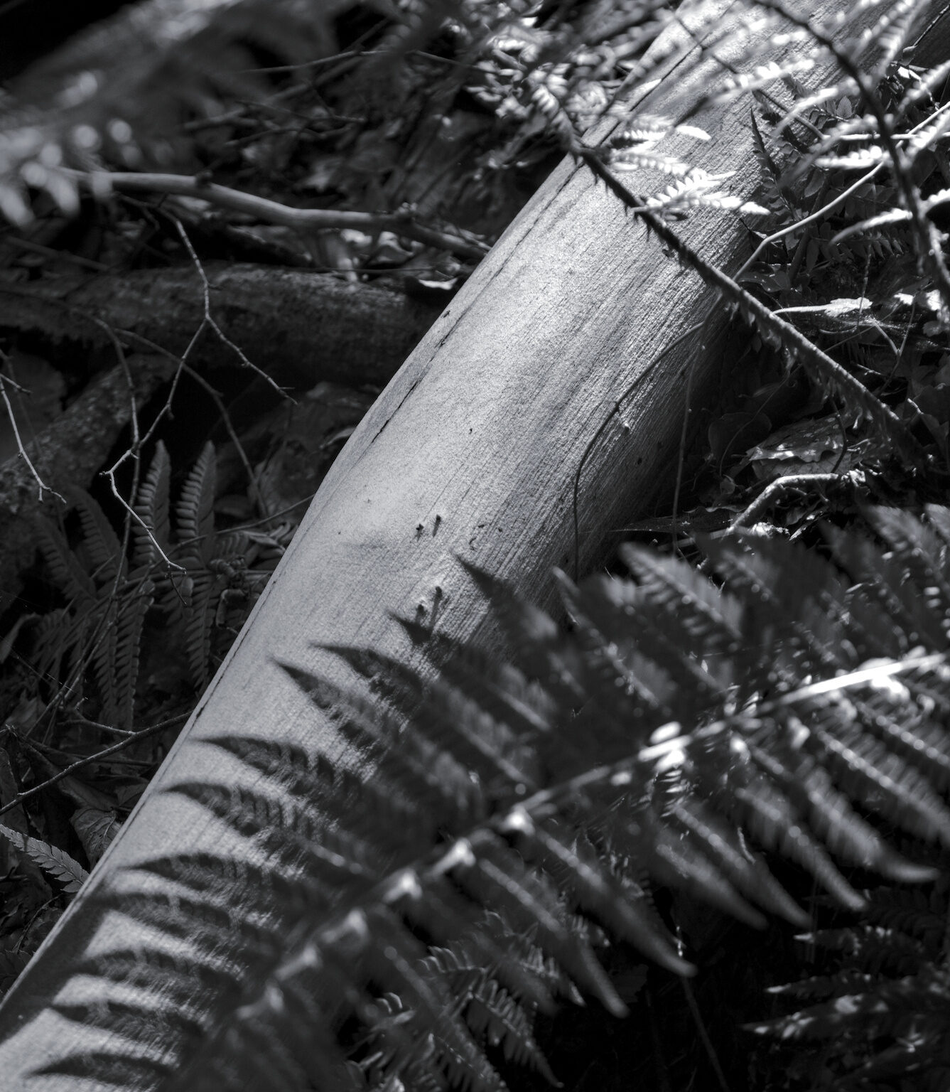 Barked Log