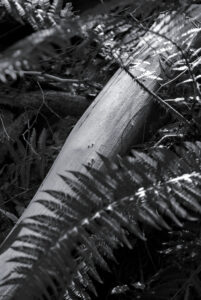 Barked Log