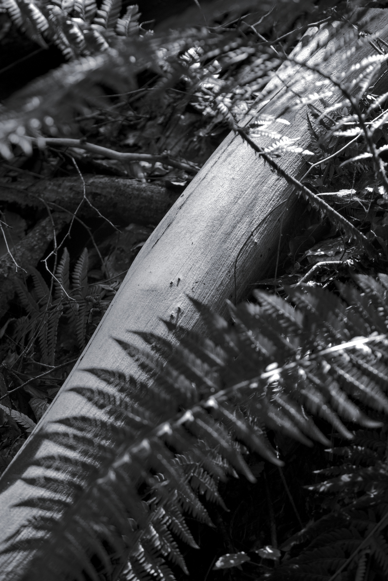 Barked Log