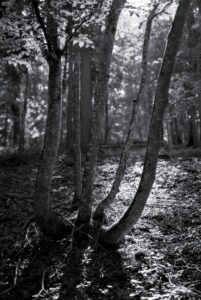 Beech-Bouquet