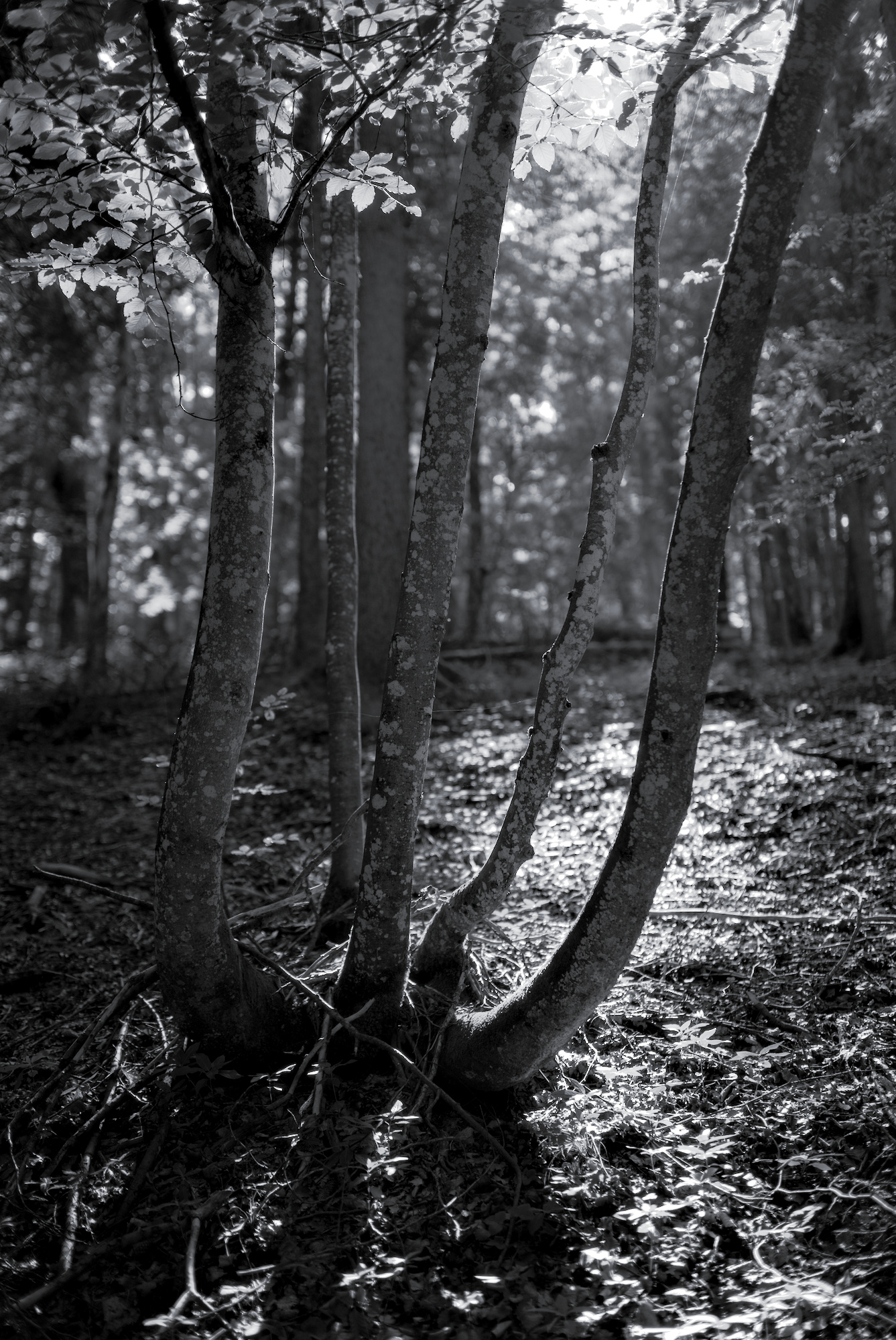 Beech-Bouquet