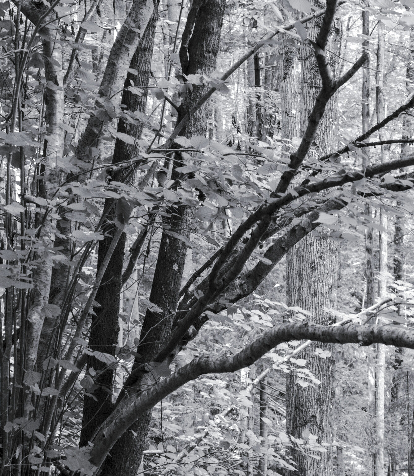 Dark Trees