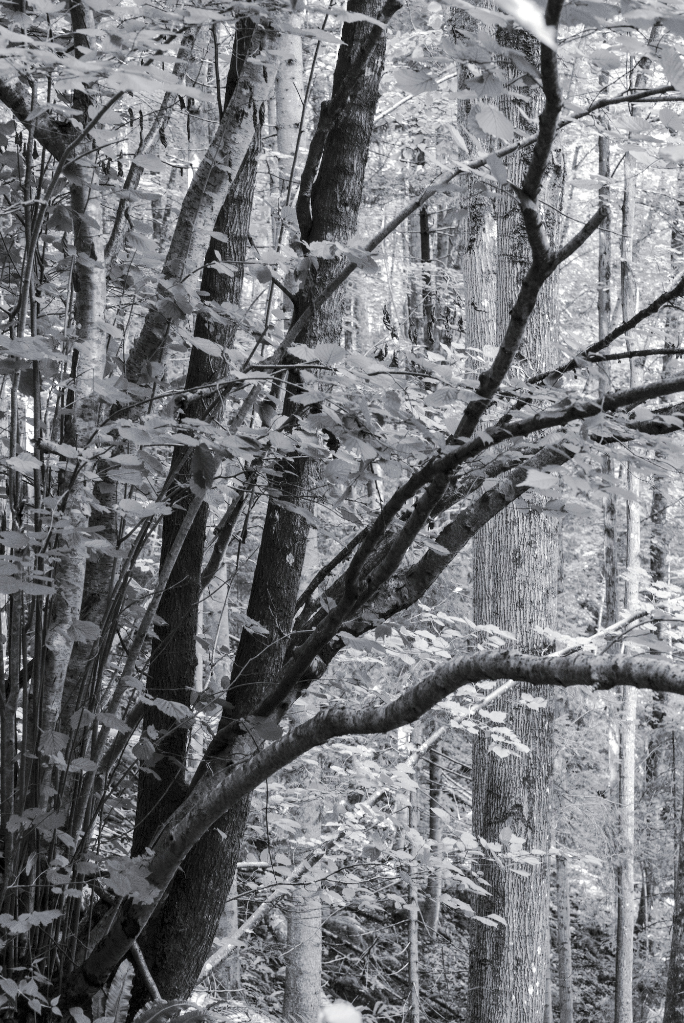 Dark Trees