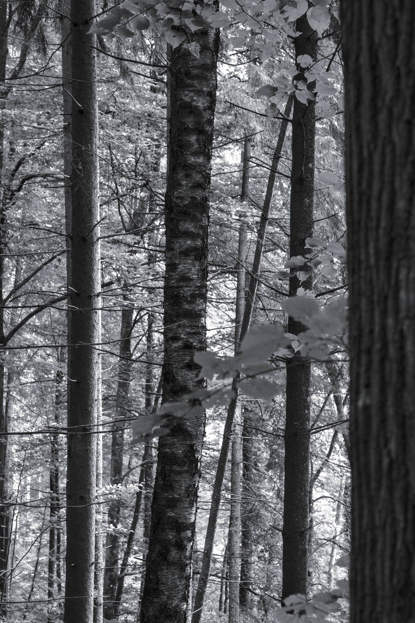 Different Bark Surfaces