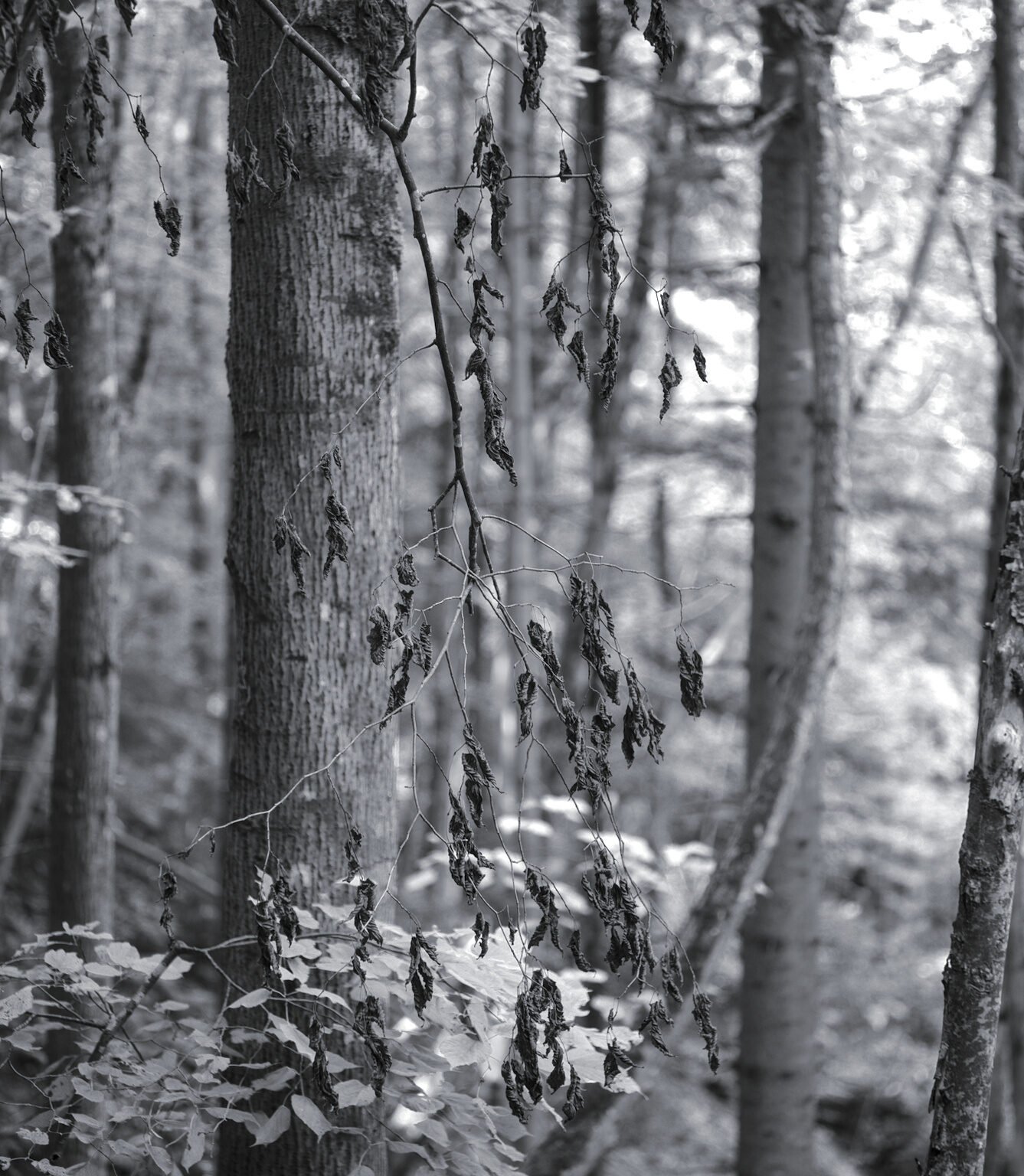 Dry Leaves and a Curve