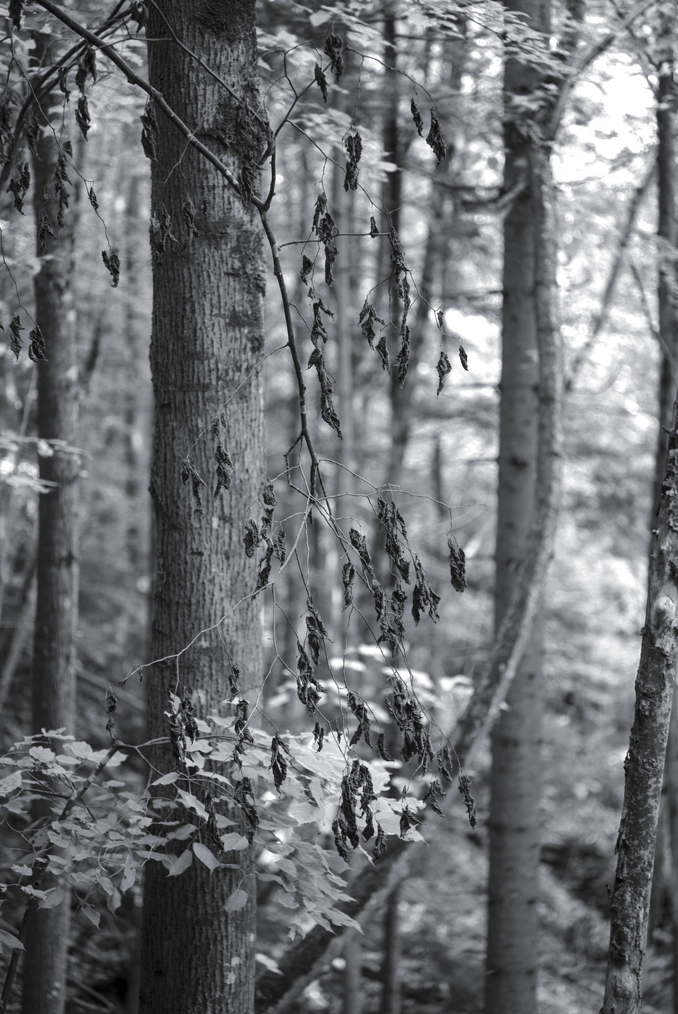 Dry Leaves and a Curve