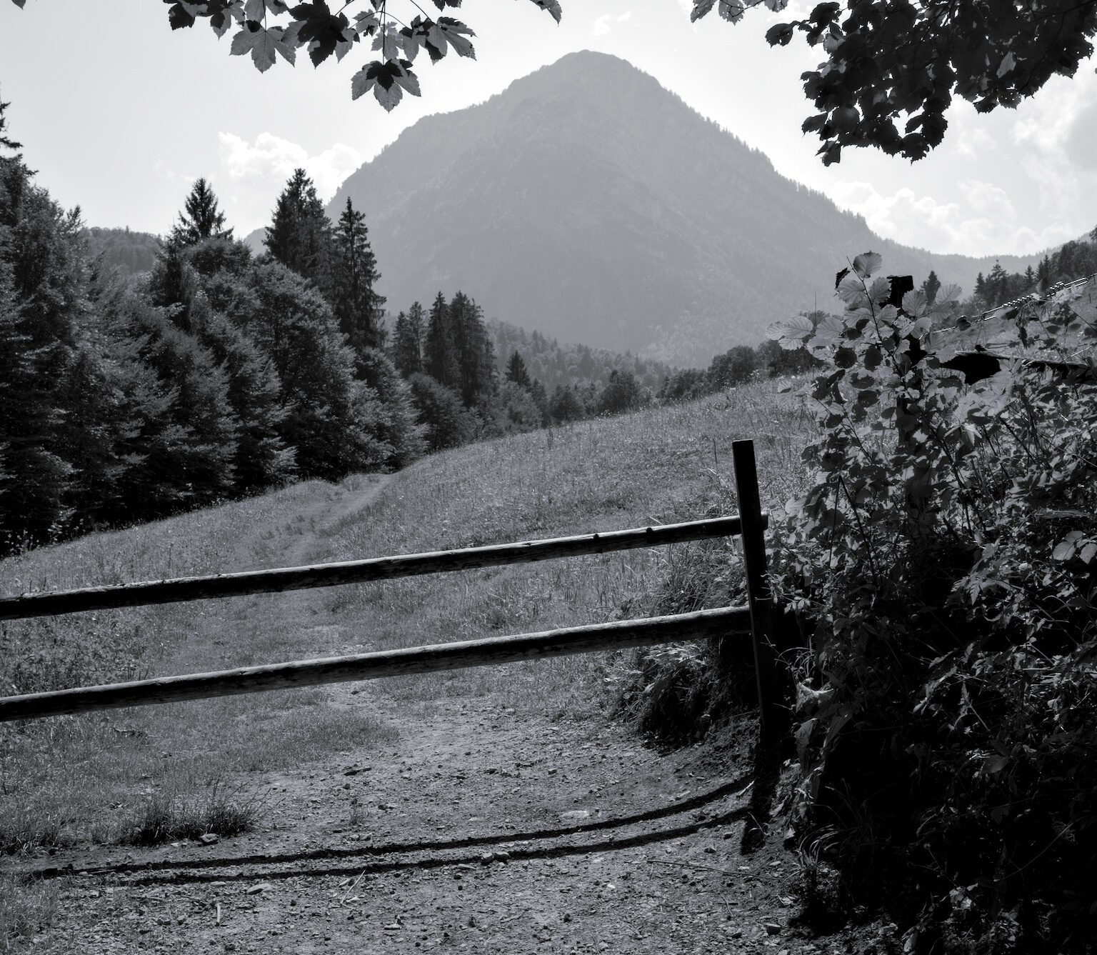 Mountain Pastures