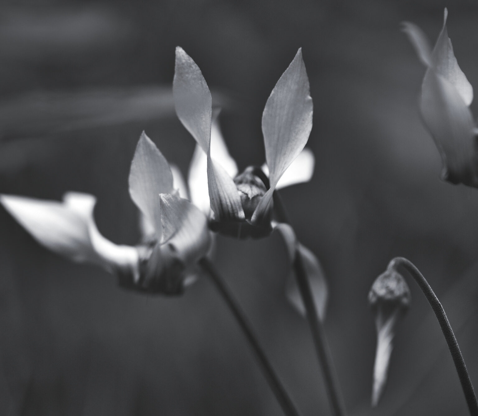 Winged Beings
