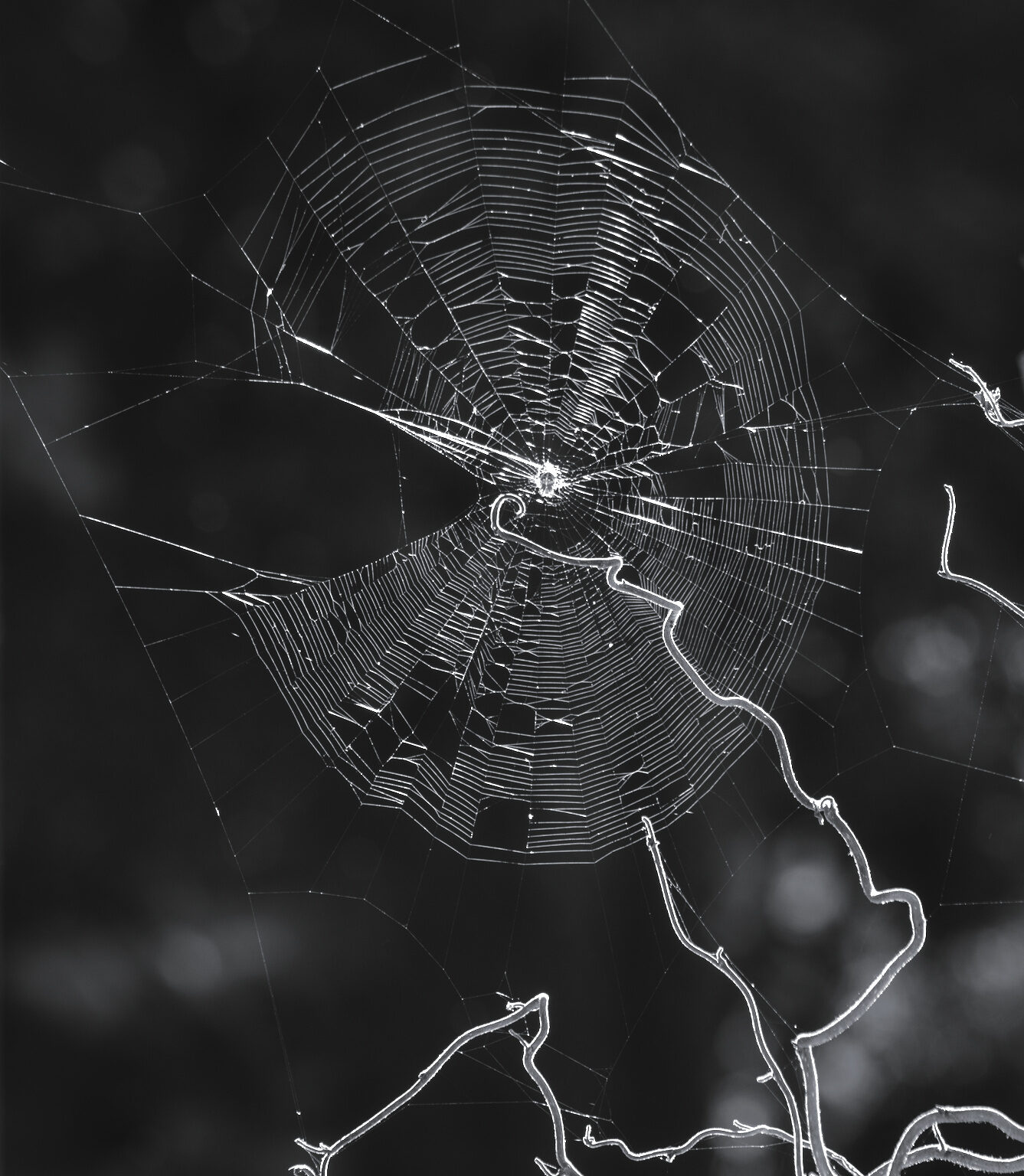 Backlighted Orbweaver