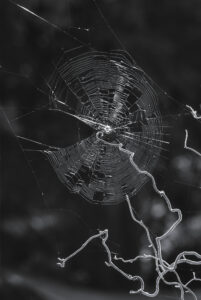 Backlighted Orbweaver