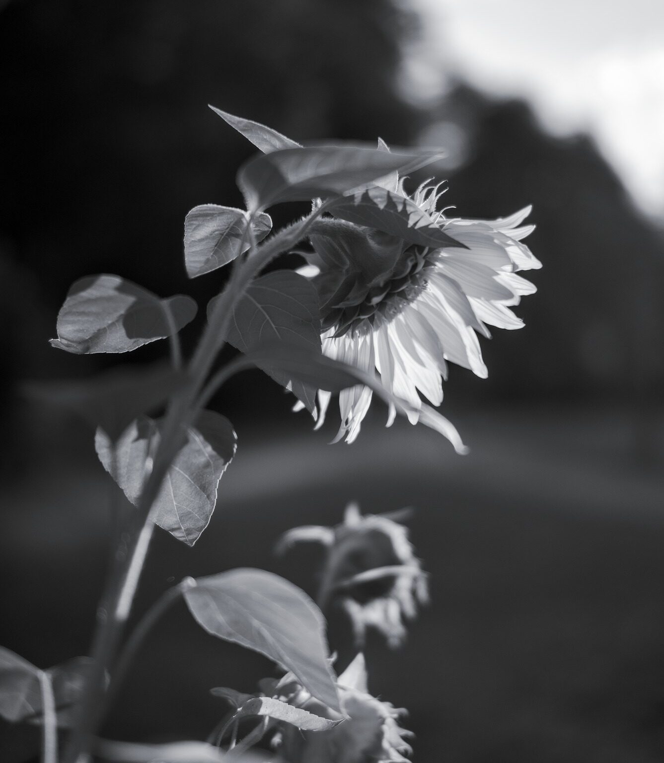 Summer End’s Light