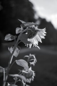 Summer End’s Light