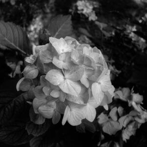 Last Hydrangea